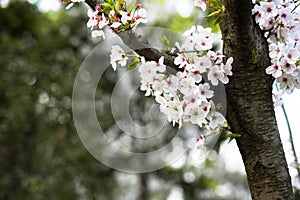 White Cherry blossomsï¼ŒSakura