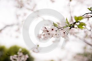 White Cherry blossomsï¼ŒSakura