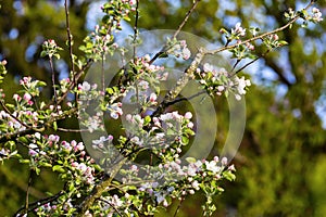 White cherry blossoom are blooming in the garden of spring season