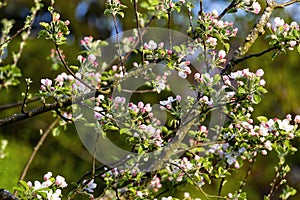 White cherry blossoom are blooming in the garden of spring season