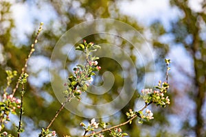 White cherry blossoom are blooming in the garden of spring season