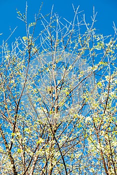 White Cherry Blossum Park at Chiangmai Province