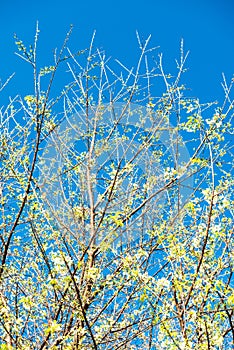 White Cherry Blossum Park at Chiangmai Province