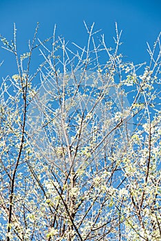 White Cherry Blossum Park at Chiangmai Province