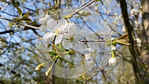 White cherry blossum at the tree