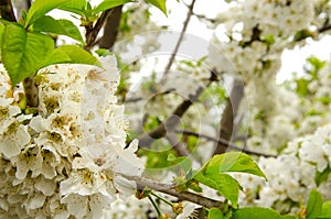 White cherry branch blossom on the spring breeze