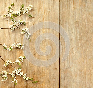 White cherry flower blossom on natural wooden background. Spring holyday Concept. Top view copyspace