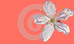 White cherry flower isolated