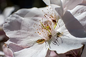 White cherry flower with many orange pistils in spring - extreme macro