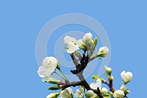 White cherry flower in the spring rays of the sun