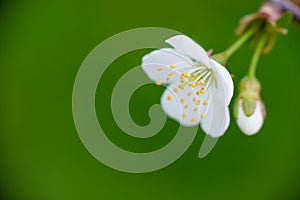 White cherry flower on a sunny day on a green blurred background with selective focus. Spring bloom