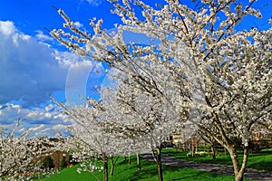 White Cherry Flowering Trees