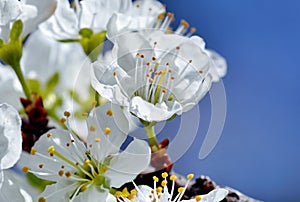 White Cherry flowers