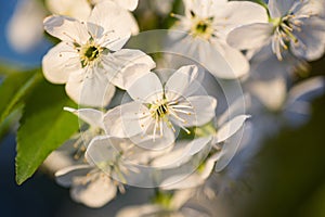 White cherry flowers