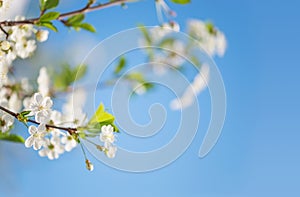 White cherry flowers