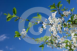 White Cherry Flowers