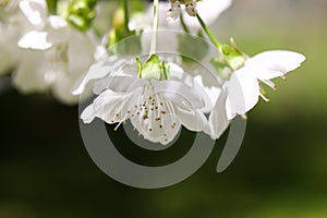 White cherry flowers