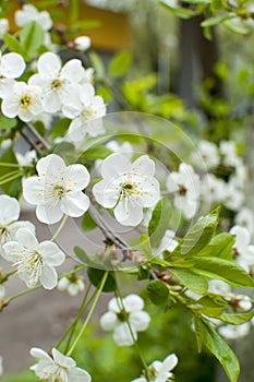 White cherry flowers