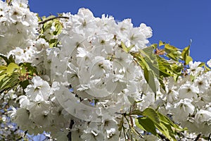 White cherry flowers