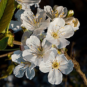 white cherry flowers