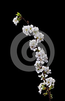 White cherry flowers