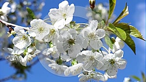 White cherry flowers