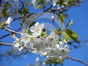 White cherry flowers