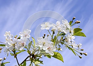 White Cherry Flowers