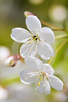 White Cherry Flowers