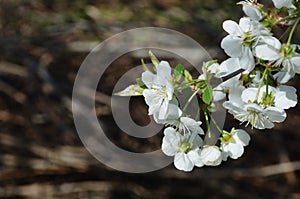 White cherry flowers against dark beige.