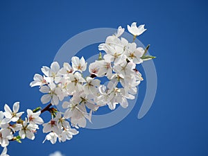 White cherry flowers against vibrant blue sky.