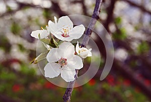 White cherry flowers background, spring