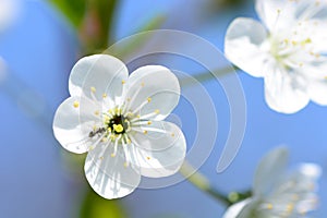 White cherry flowers in bloom