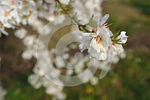 White cherry flowers in bloom on a tree branch