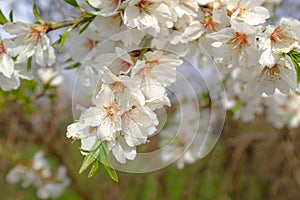 White cherry flowers in bloom on a tree branch