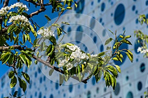 White cherry flowers blooming close-up