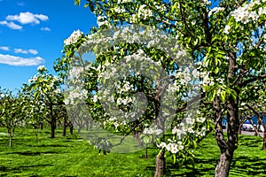 White cherry flowers blooming close-up