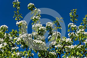 White cherry flowers blooming close-up