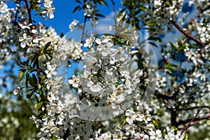 White cherry flowers blooming close-up