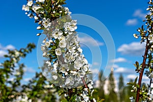 White cherry flowers blooming close-up