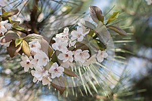 White cherry flowers blossoms on gentle light blurred background, white spring flowers