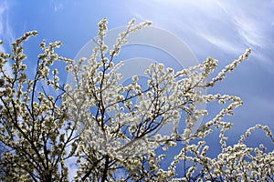white cherry flowers a blue sky background, cherry branches, beautiful natural background, spring