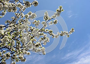 white cherry flowers a blue sky background, cherry branches, beautiful natural background, trees, spring