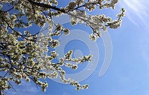 white cherry flowers a blue sky background, cherry branches, beautiful natural background, trees, spring