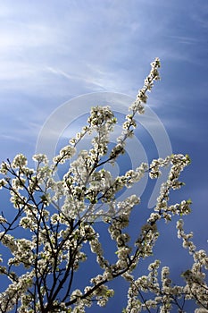 white cherry flowers a blue sky background, cherry branches, beautiful natural background, trees, spring