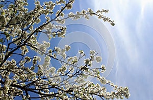 white cherry flowers a blue sky background, cherry branches, beautiful natural background, trees, spring