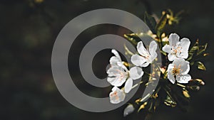 white cherry flowers on a blurred background
