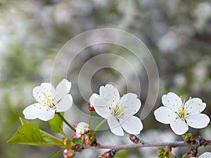 White cherry flowers on blurred background.