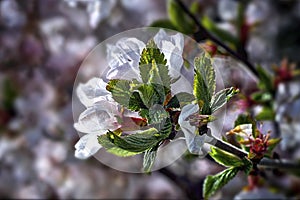 White cherry flowers with blurred focus background, Ontario, Canada