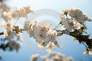 White cherry flowers on a branch